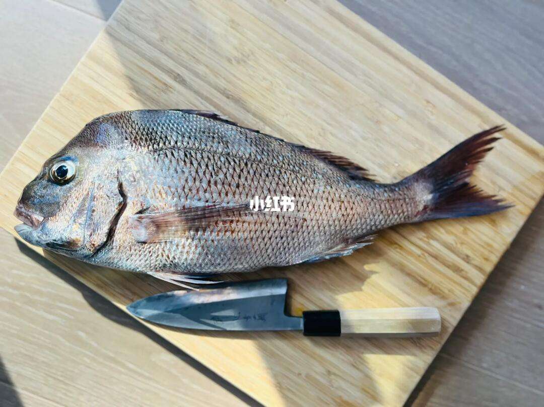 秋季矶钓真鲷技巧(秋季矶钓鲈鱼钓多深水层)