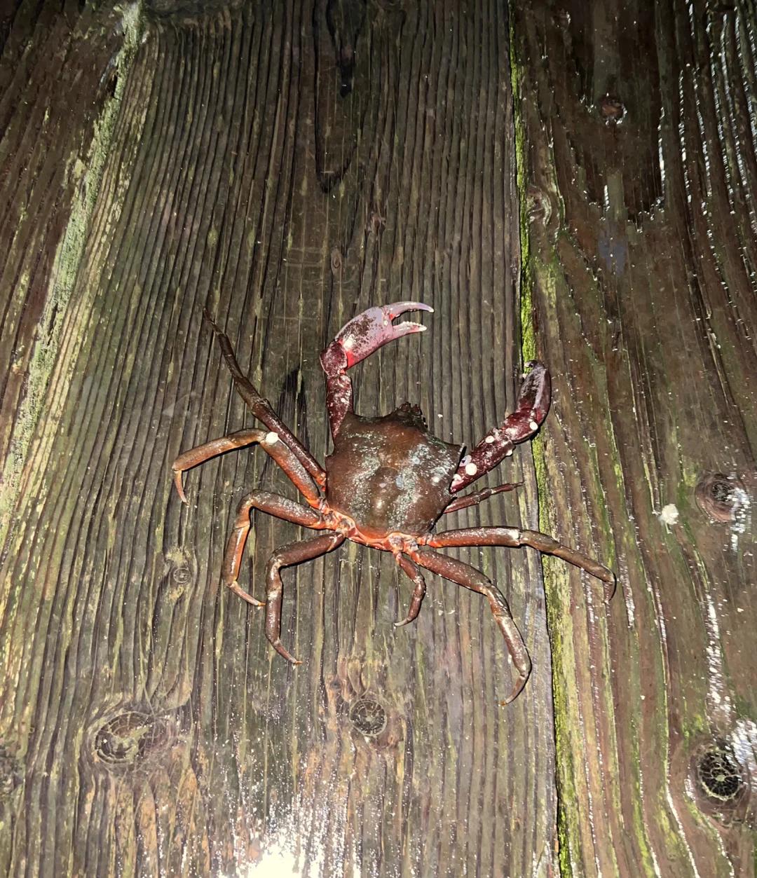 老外海钓螃蟹(老外海钓螃蟹技巧)