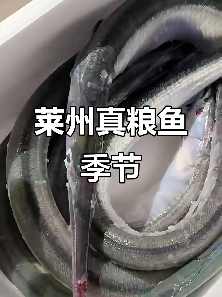 钓针良鱼的技巧(做针良鱼)
