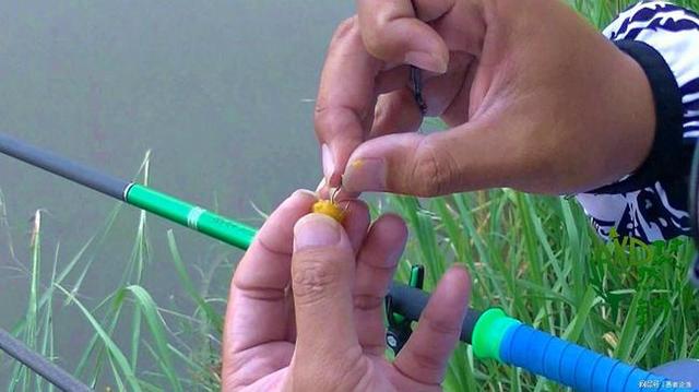春天钓草鳊技巧(春天怎样钓草鱼视频)