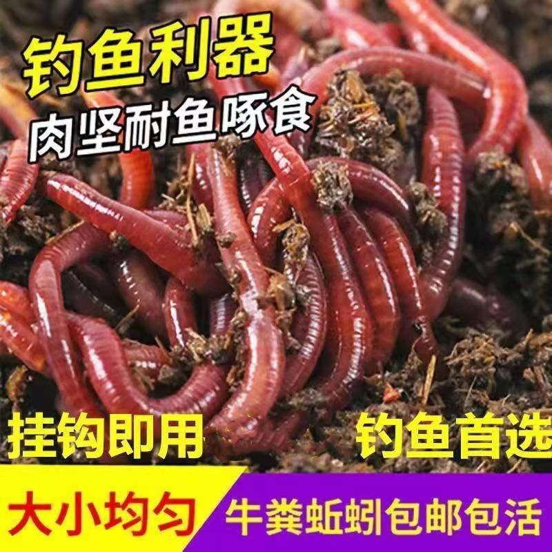 渔具店有没有红虫卖(渔具店的红虫可以喂鱼)