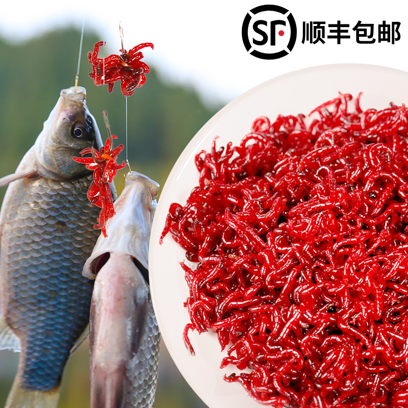 渔具店有没有红虫卖(渔具店的红虫可以喂鱼)