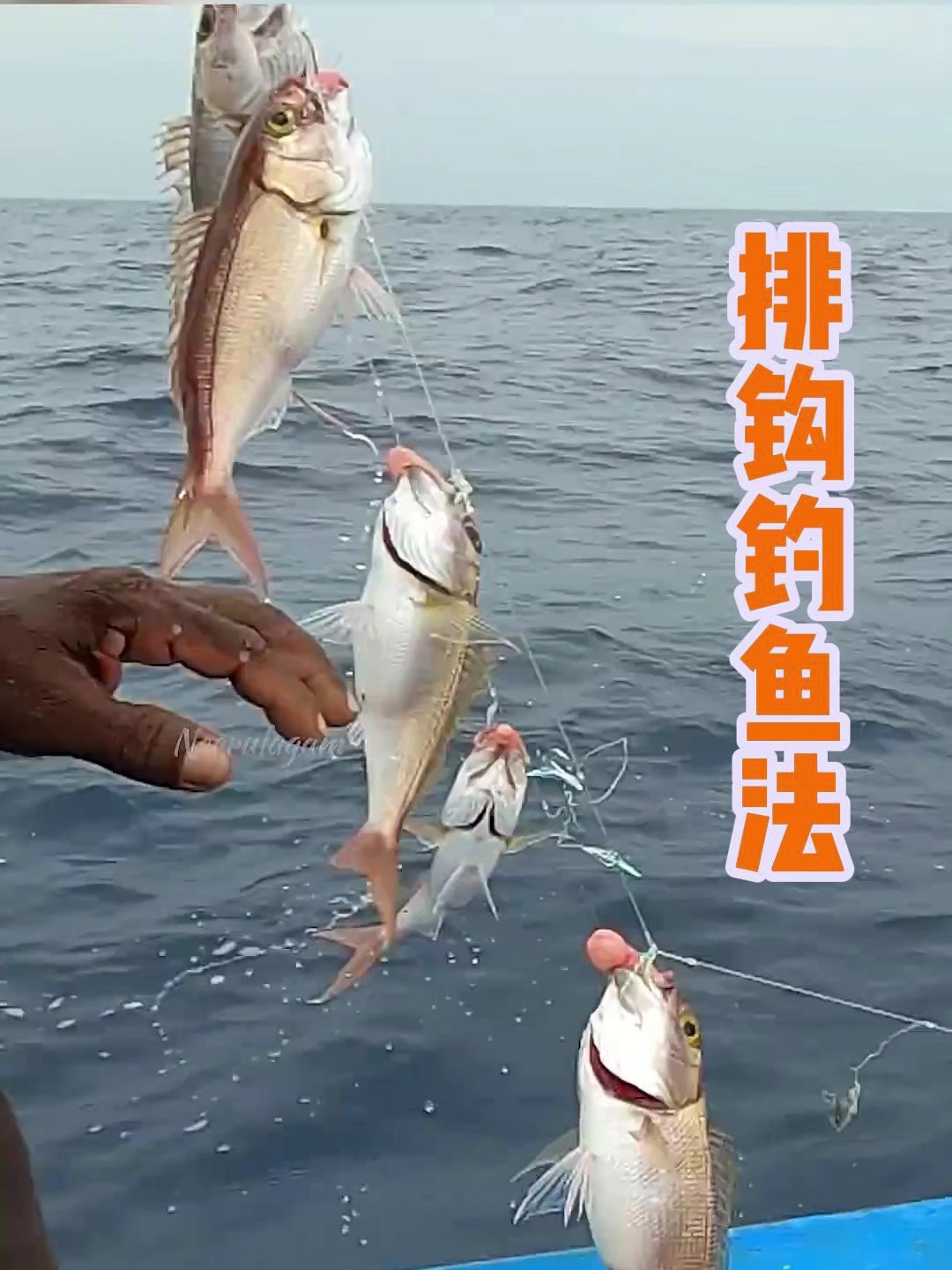 海钓矶钓黑鲷钓技巧(黑鲷矶钓竿推荐)