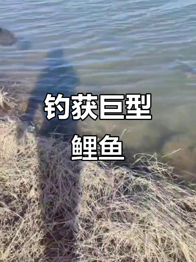 鲤鱼捕捞技巧(捕鲤鱼最好的方法大全)