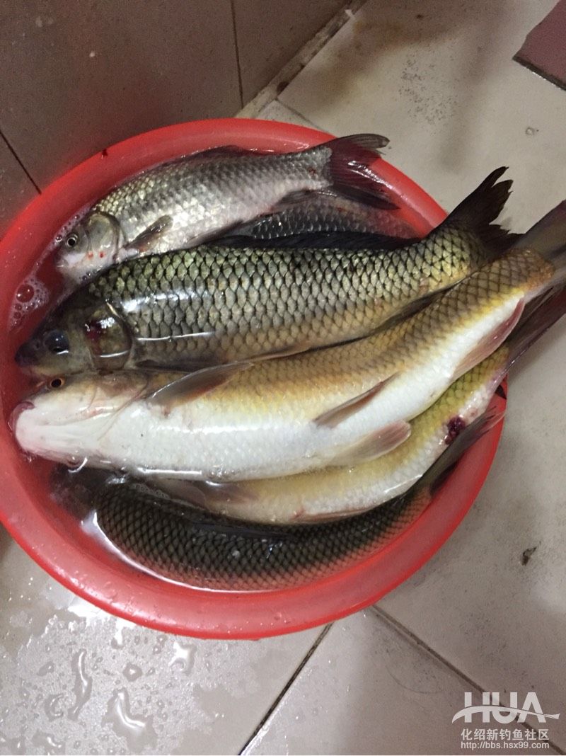 化氏饵料头水鱼(化氏鱼饵最佳配方)
