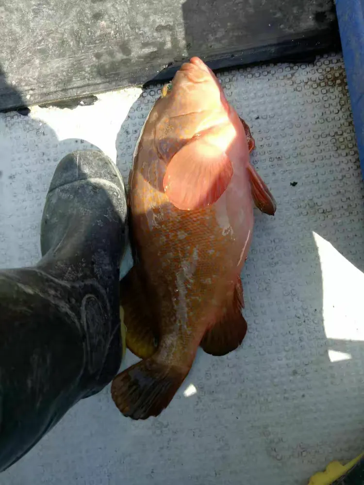 海钓船老大电话(40米远洋海钓船)