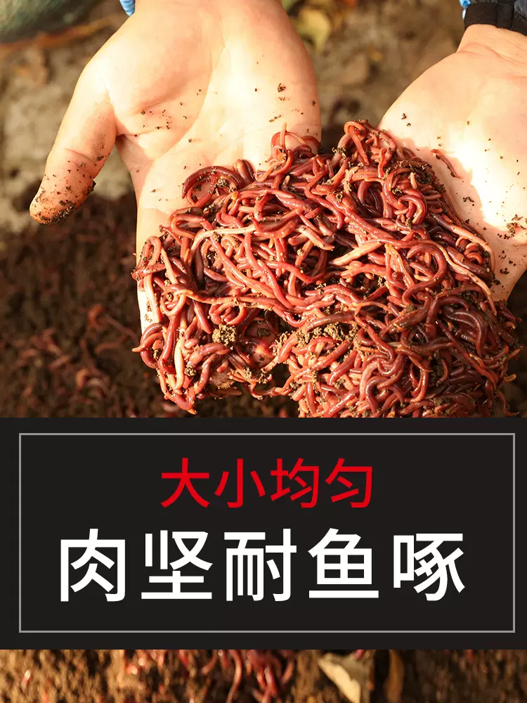 饵料球里放多少丑蚯蚓(饵料球里放多少丑蚯蚓会死)