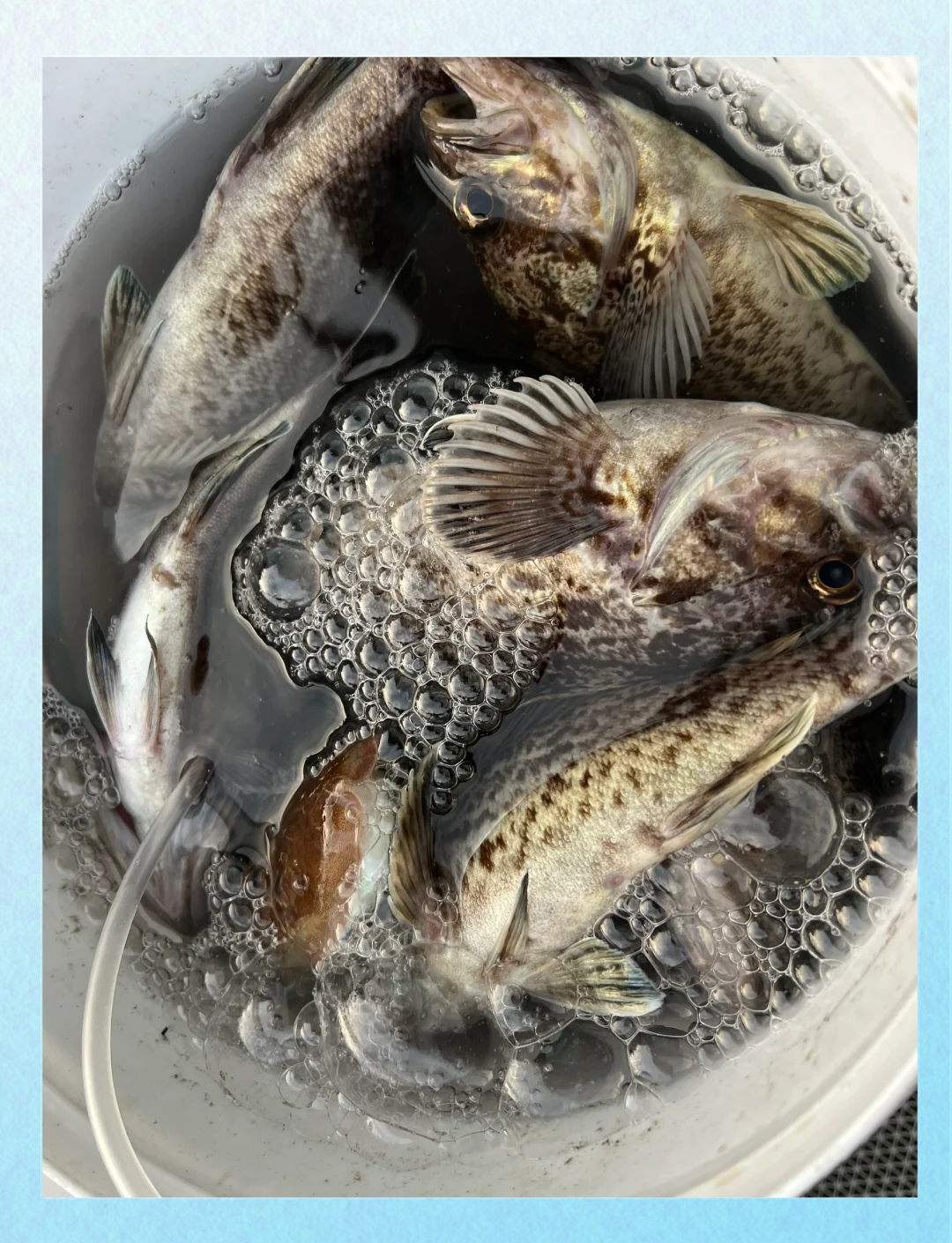 福鼎海钓的地方推荐(福鼎哪里可以钓鱼水库)