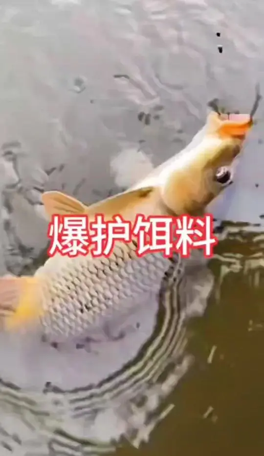 饵料里加味精(饵料里加味精有什么效果和作用)