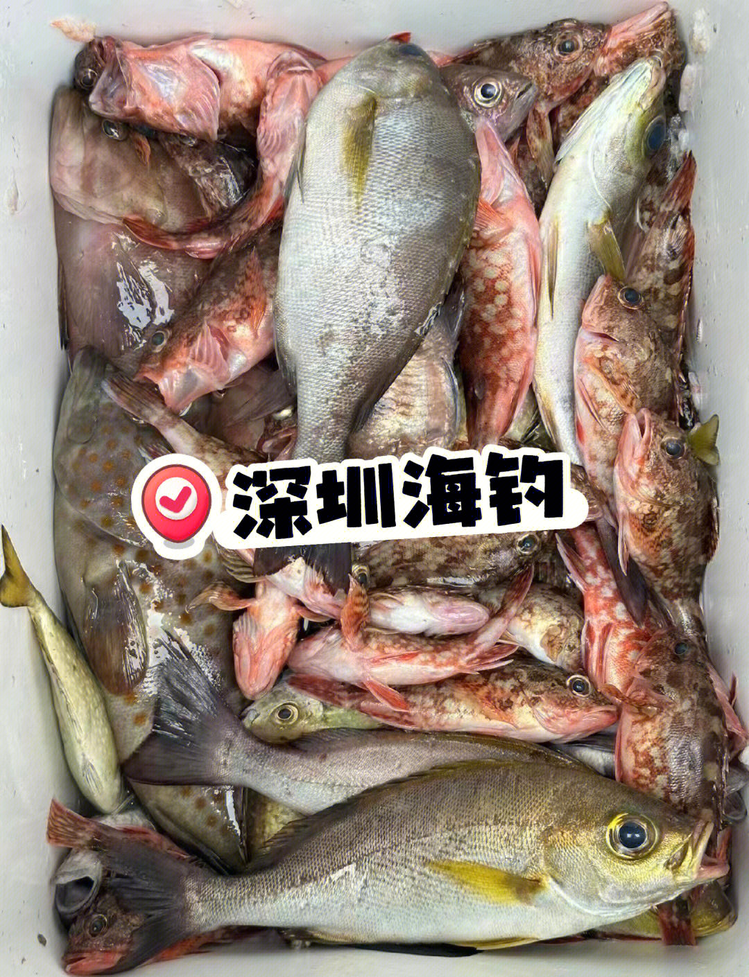 南澳海钓什么鱼(南澳海边钓点)