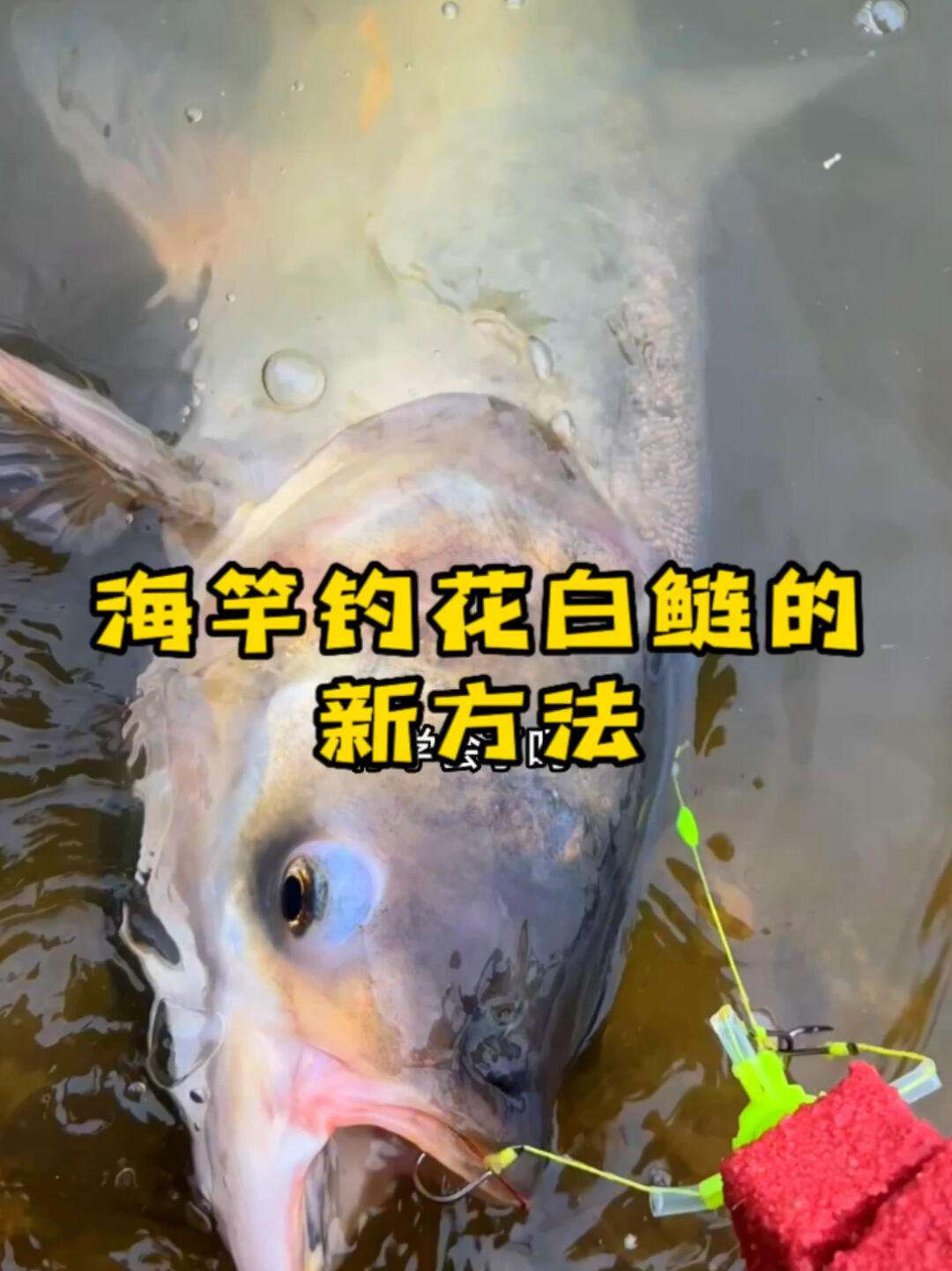 野钓花白鲢技巧(钓花白鲢鱼钓组图解)