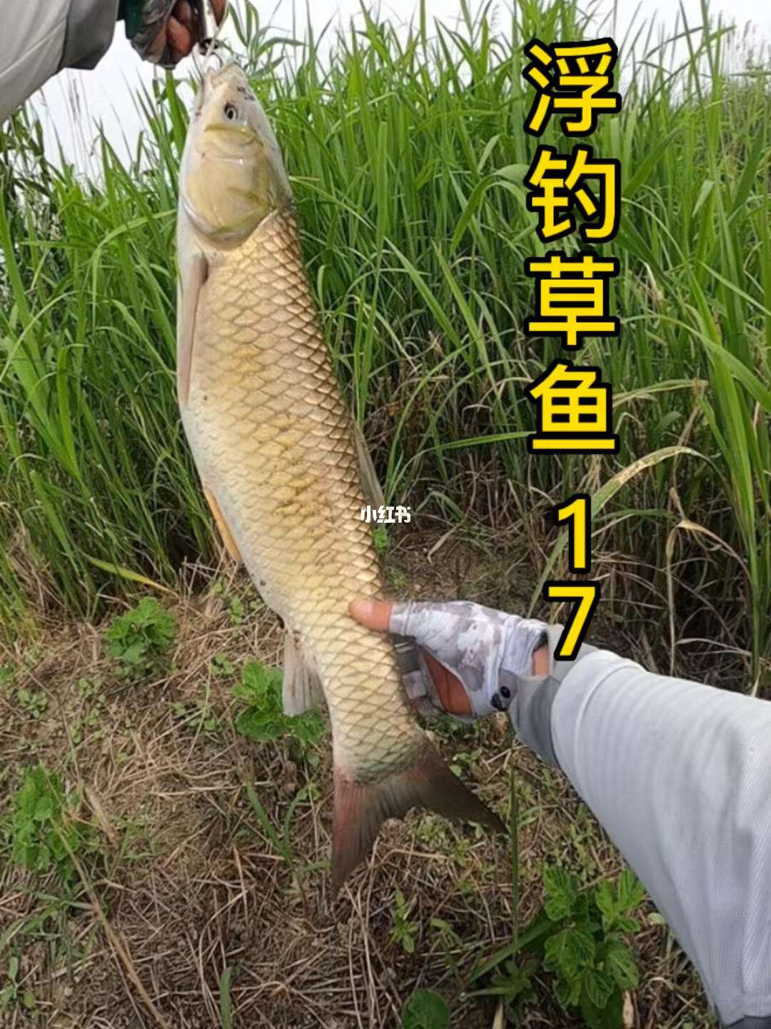 流水位置钓草鱼技巧(流水钓草鱼用什么饵比较好)