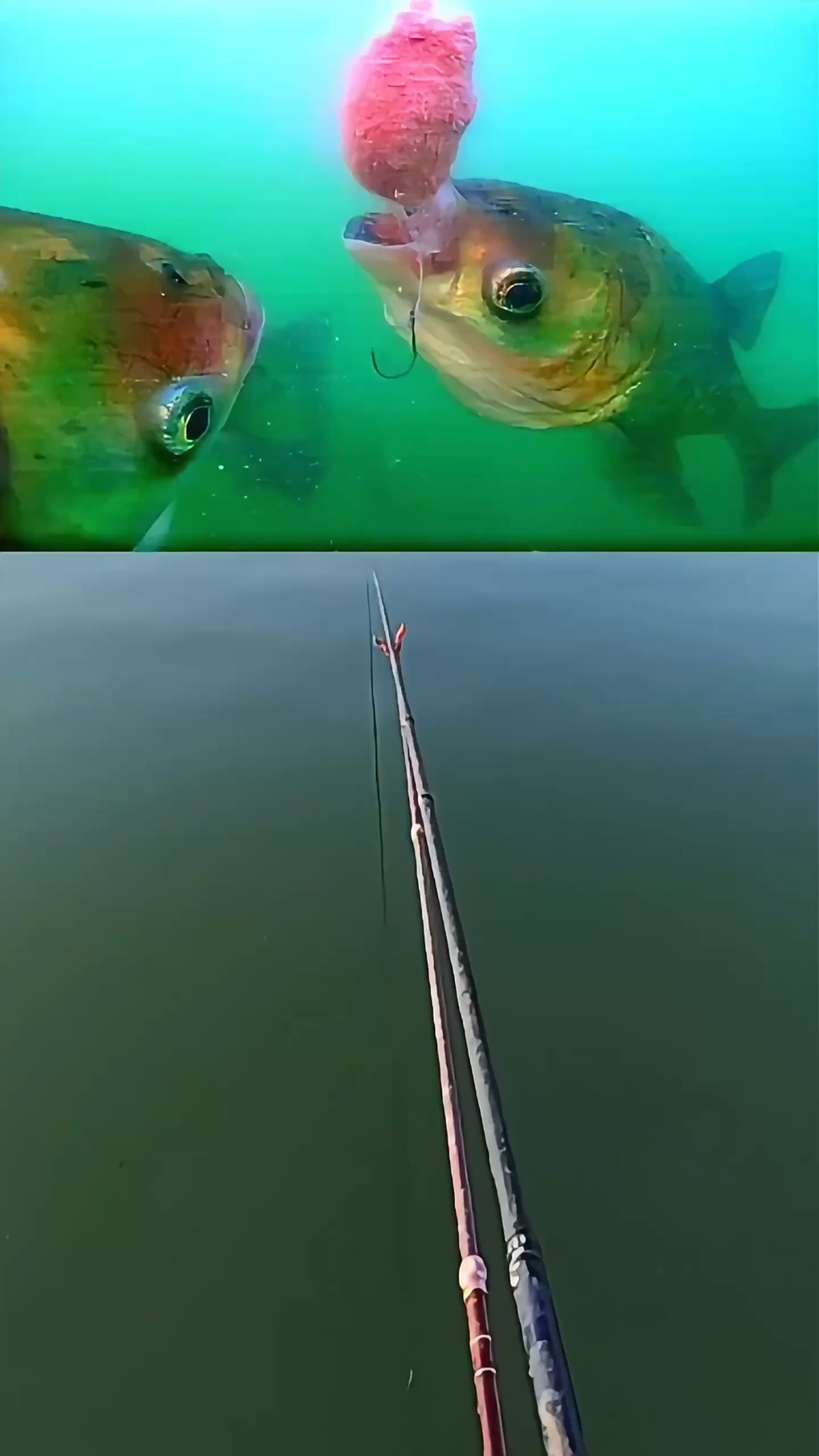 野钓鲢鱼技巧视频(如何野钓鲢鳙)