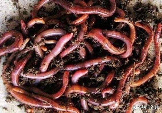 深秋蚯蚓钓大鲫鱼技巧(秋季蚯蚓钓鲫鱼)