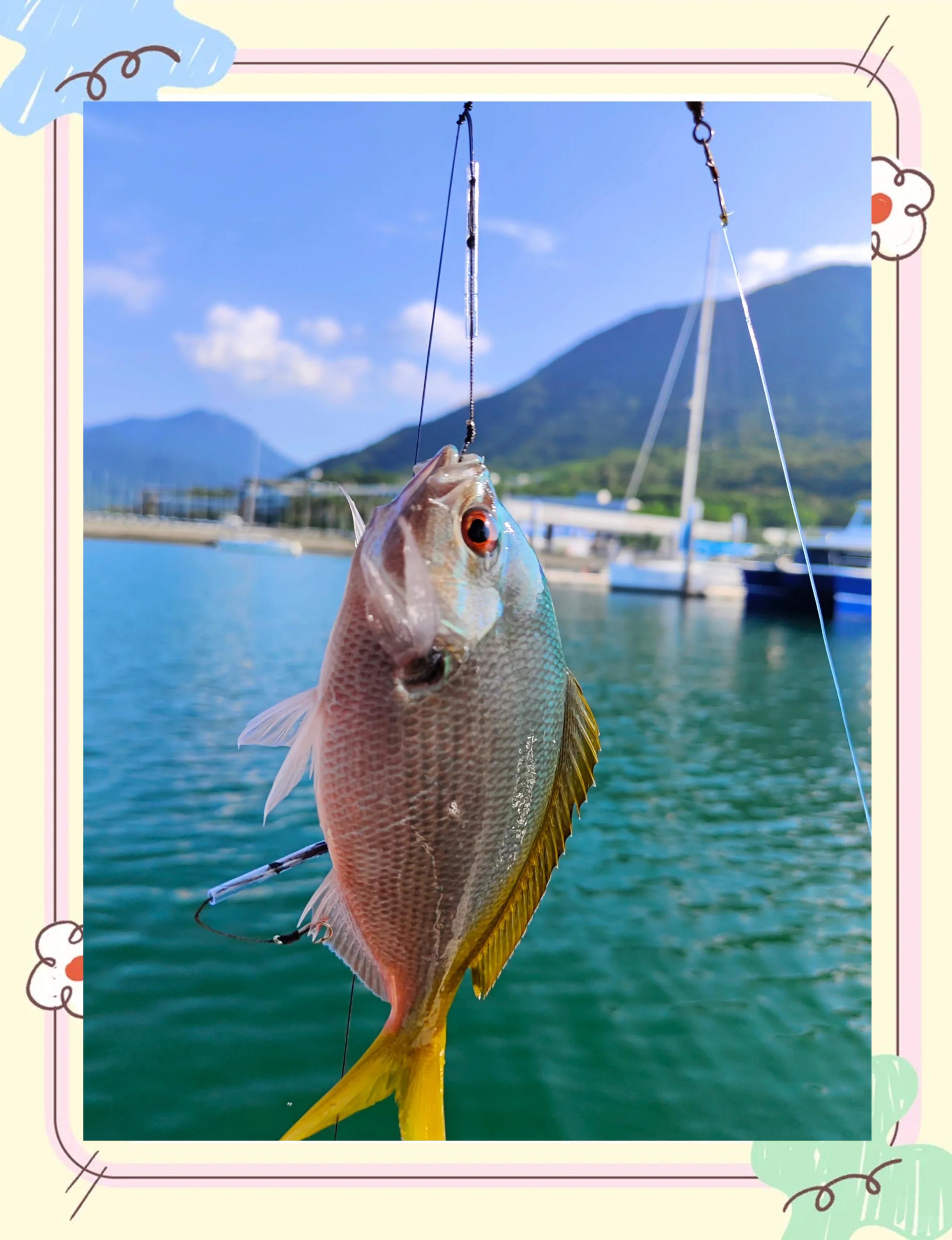 深圳渔船出海钓鱼(深圳渔船出海钓鱼视频)