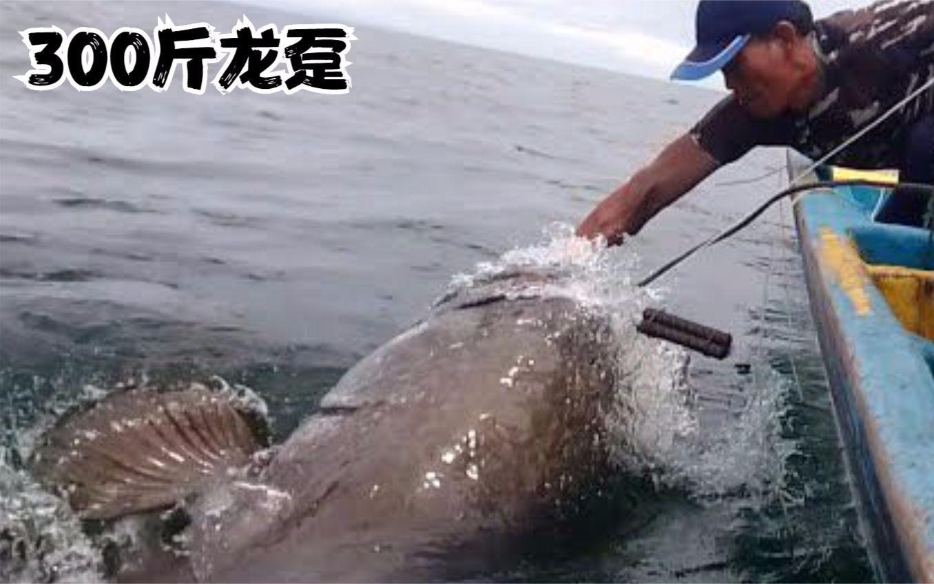 海钓龙趸鱼(龙趸鱼和石斑鱼的区别)
