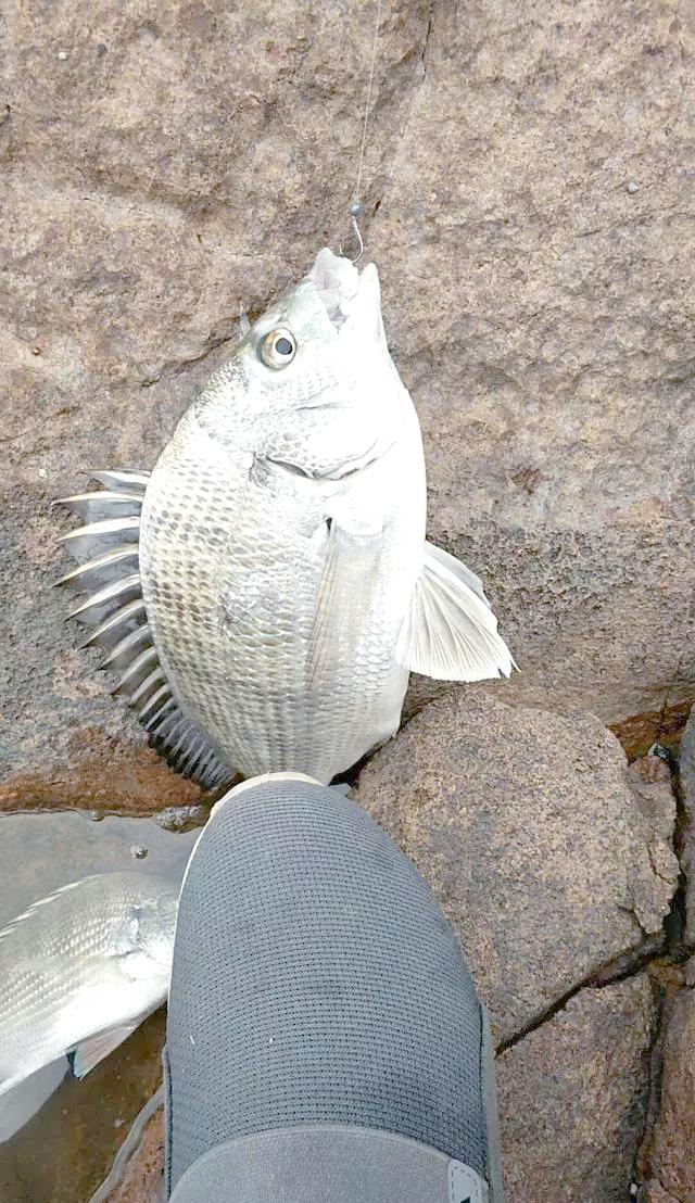 台州海钓鱼种(台州海钓鱼种植基地)