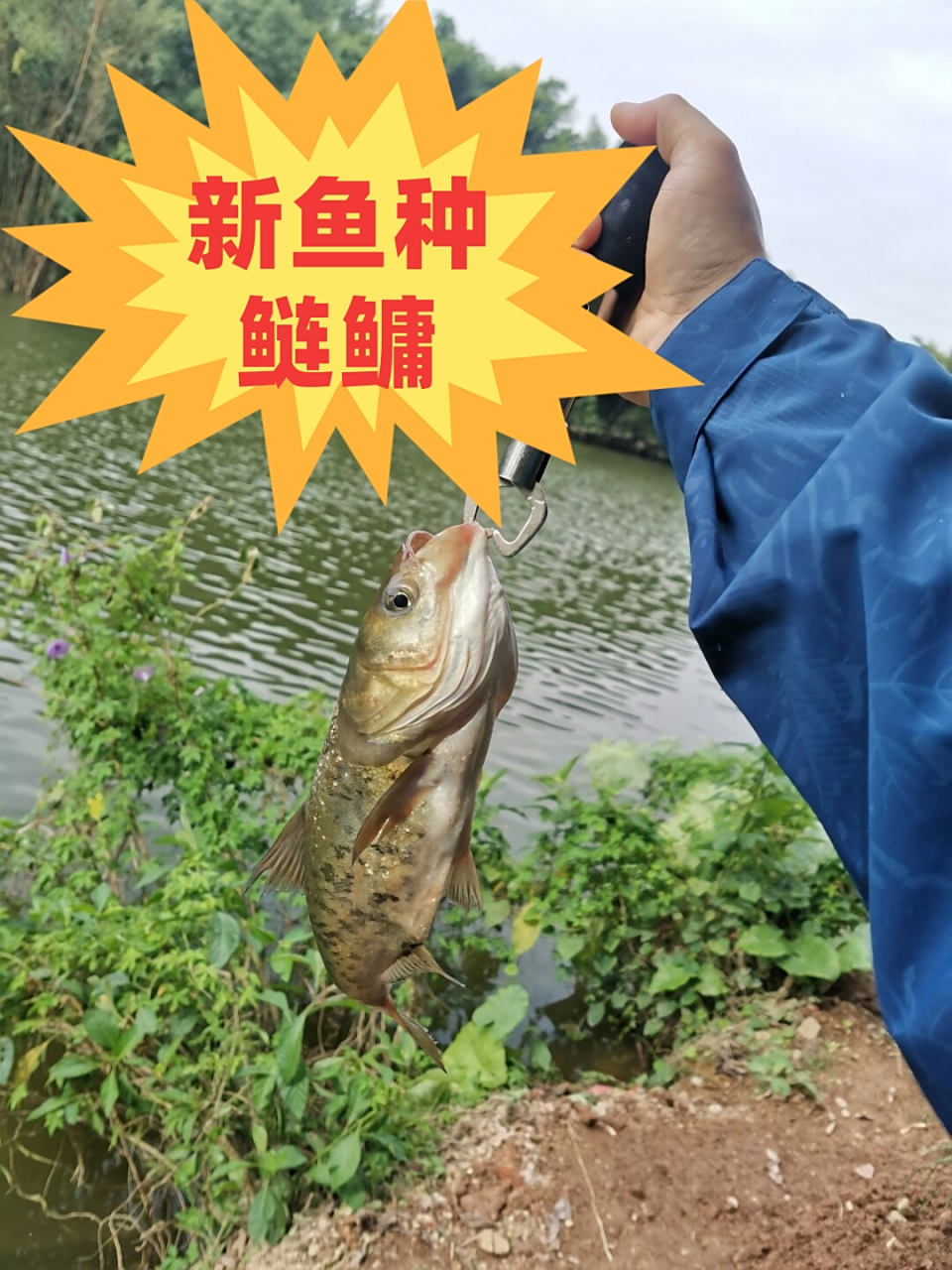 台州海钓鱼种(台州海钓鱼种植基地)