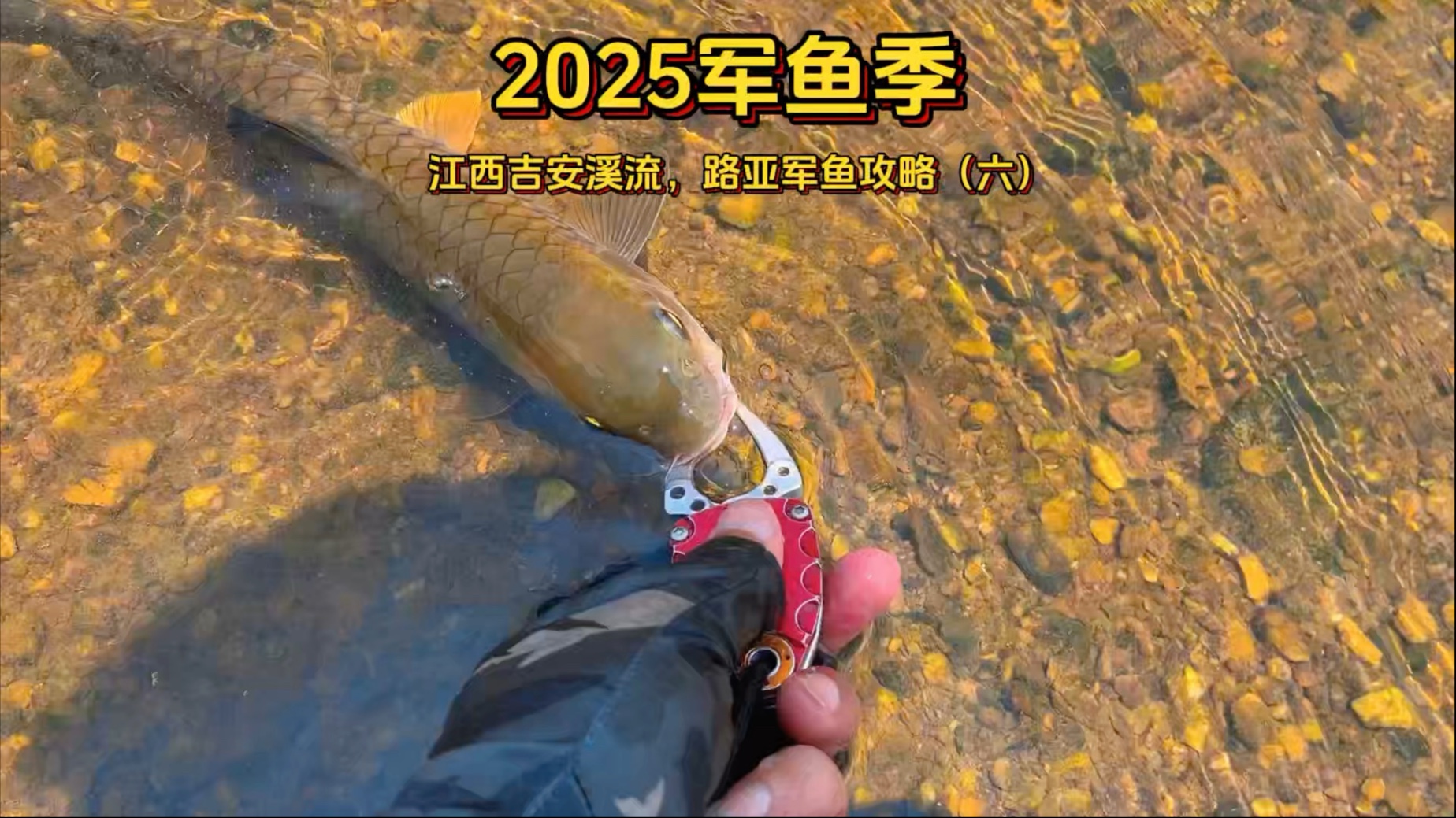 溪流路亚鱼种(溪流路亚的魅力)