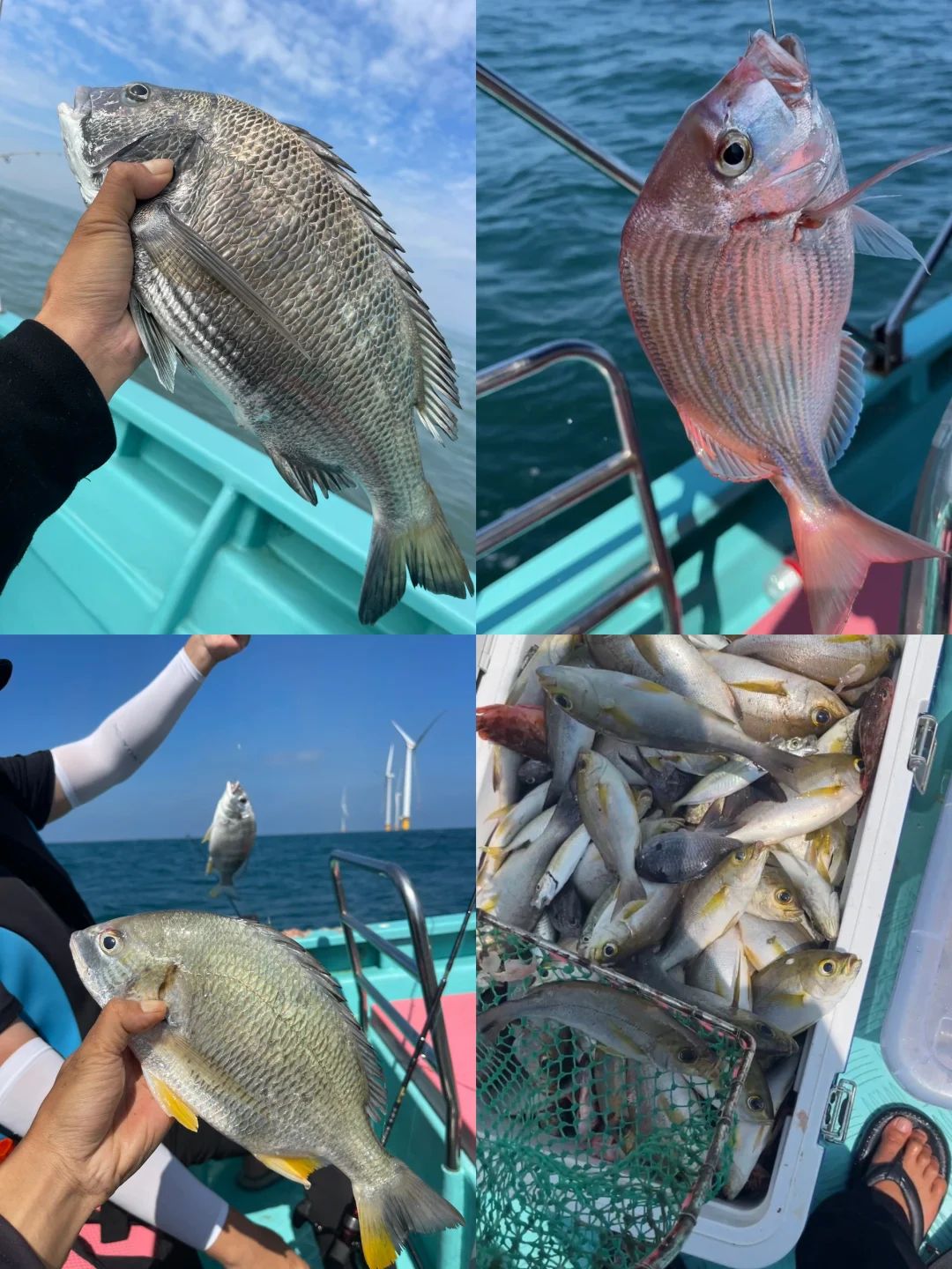 澄迈海钓视频(澄迈县仁兴镇重大刑事案件)