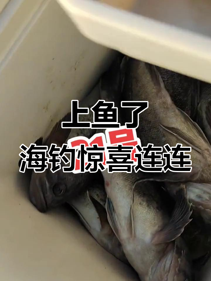 海钓老牛(海钓的十大禁忌)