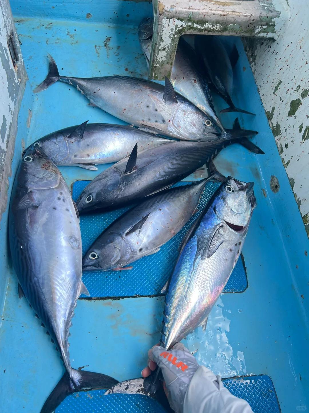 海钓不停收线(海钓绳子为什么不掉断线)