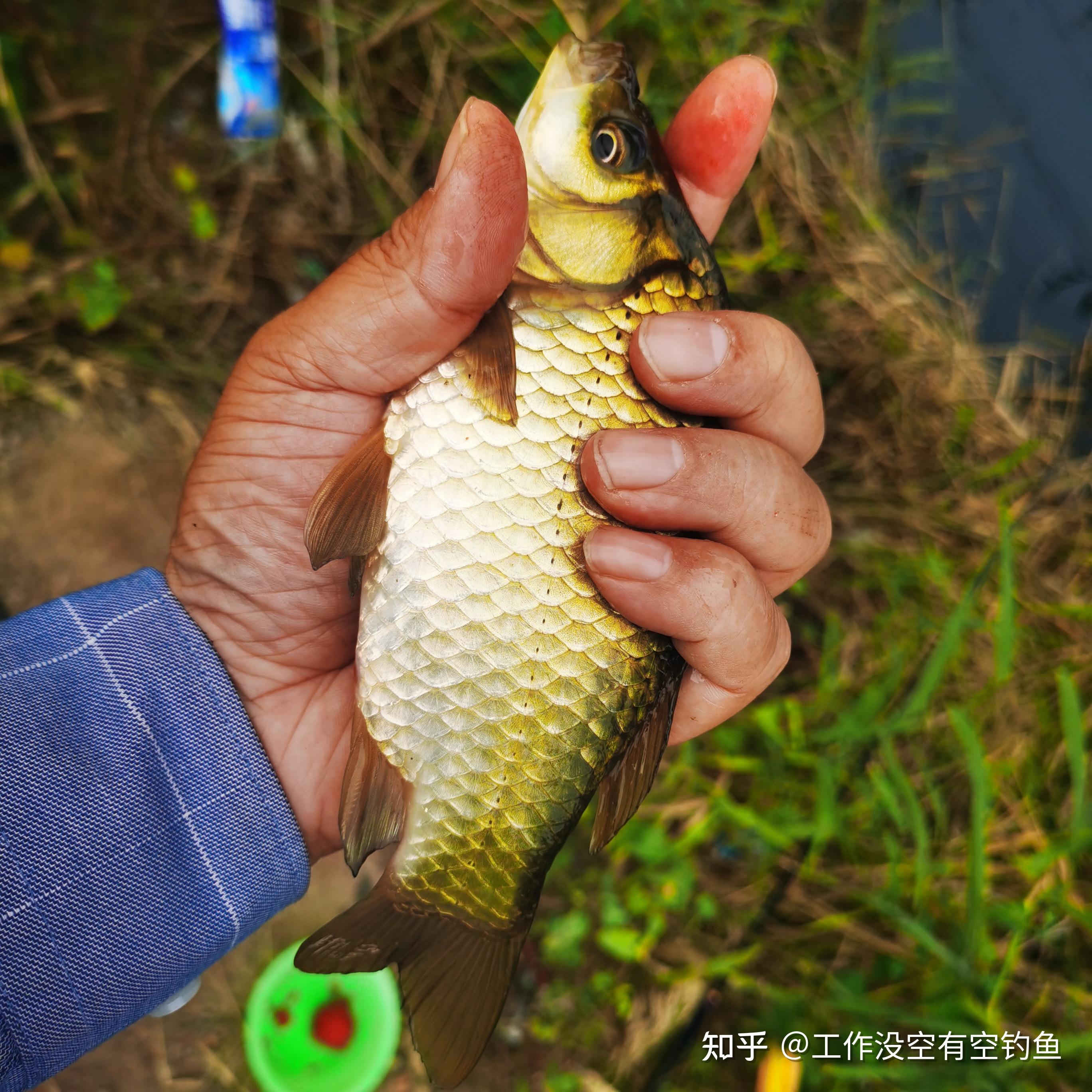 弥勒钓鱼用什么饵料(红河州弥勒周边钓鱼点免费)