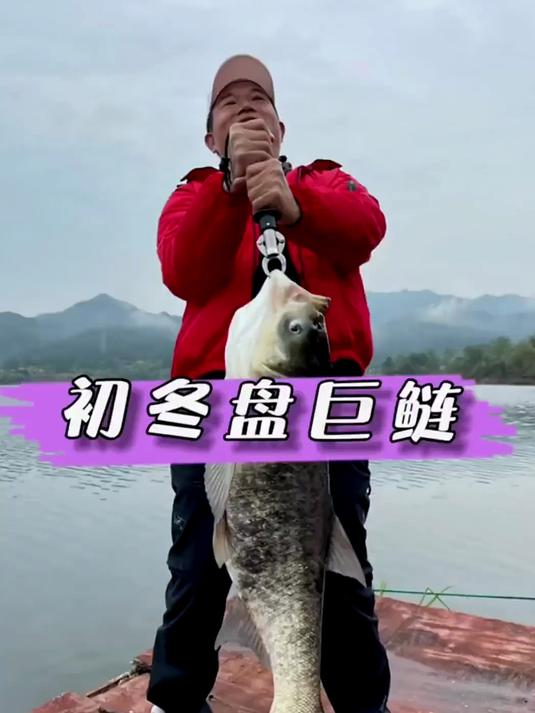 初冬锚鲢鱼技巧(为什么鲢鱼不建议吃)