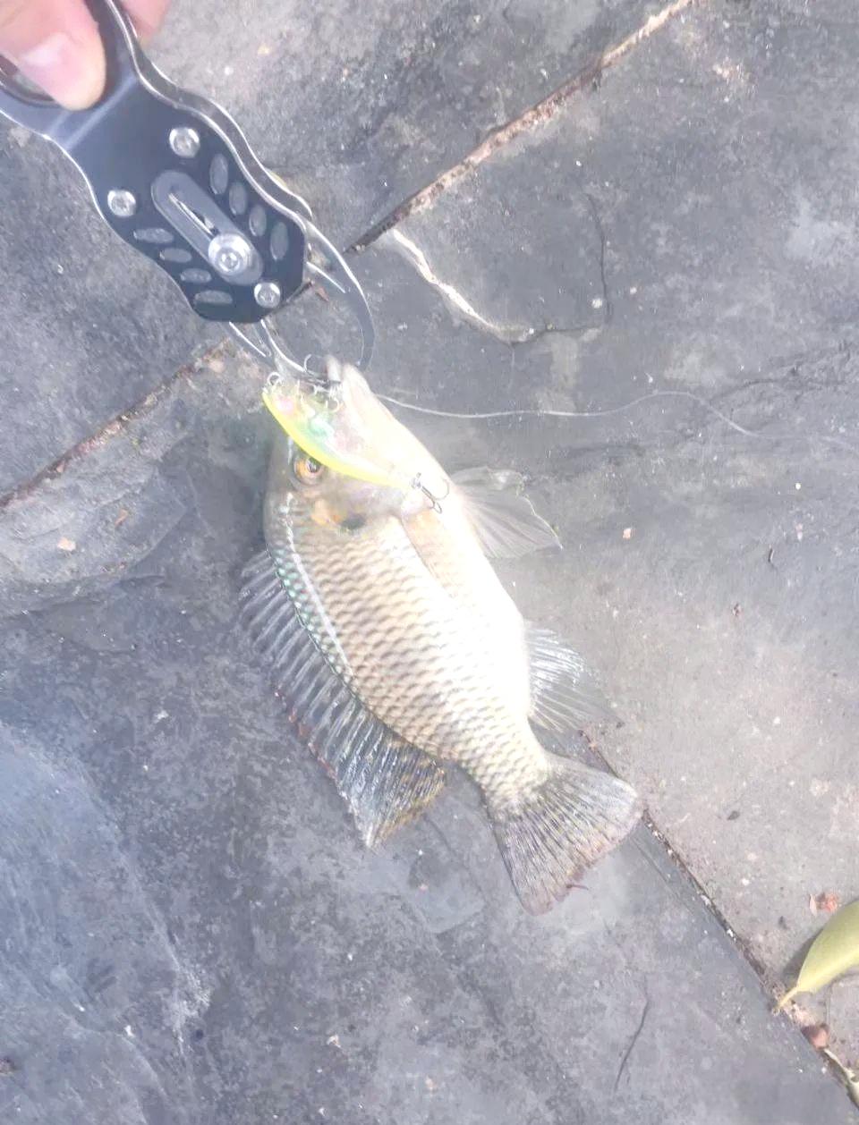 永安水库路亚(莫旗永安水库简介)