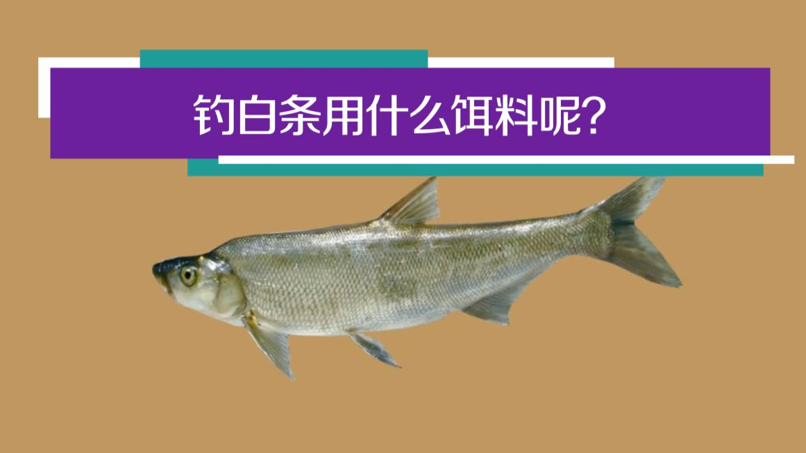 白鱼吃什么饵料(大白鱼吃什么饵料)
