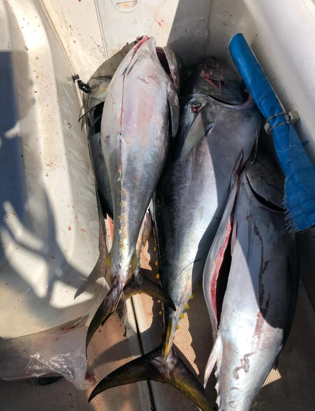 澳大利亚海钓费用(澳洲钓鱼注意事项)
