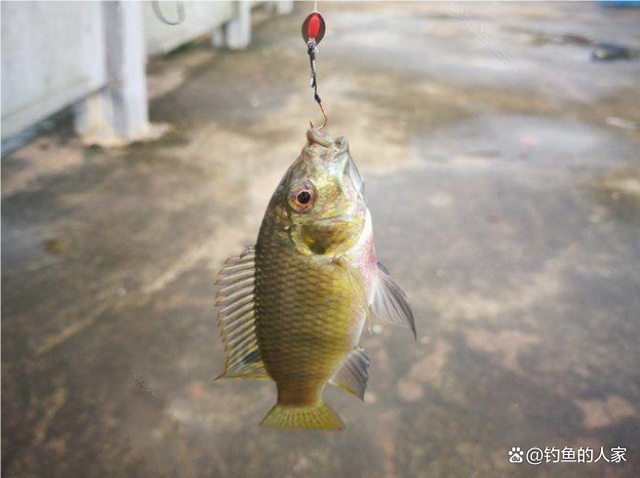 水库罗非鱼能用路亚路吗(水库罗非鱼用什么好钓)