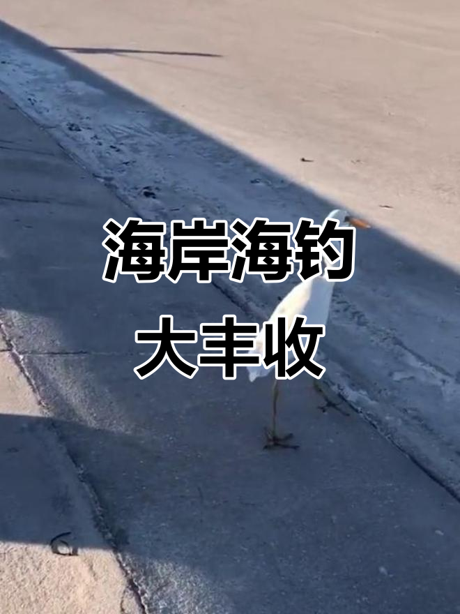 海钓遇上洋流大(海钓中大鱼)