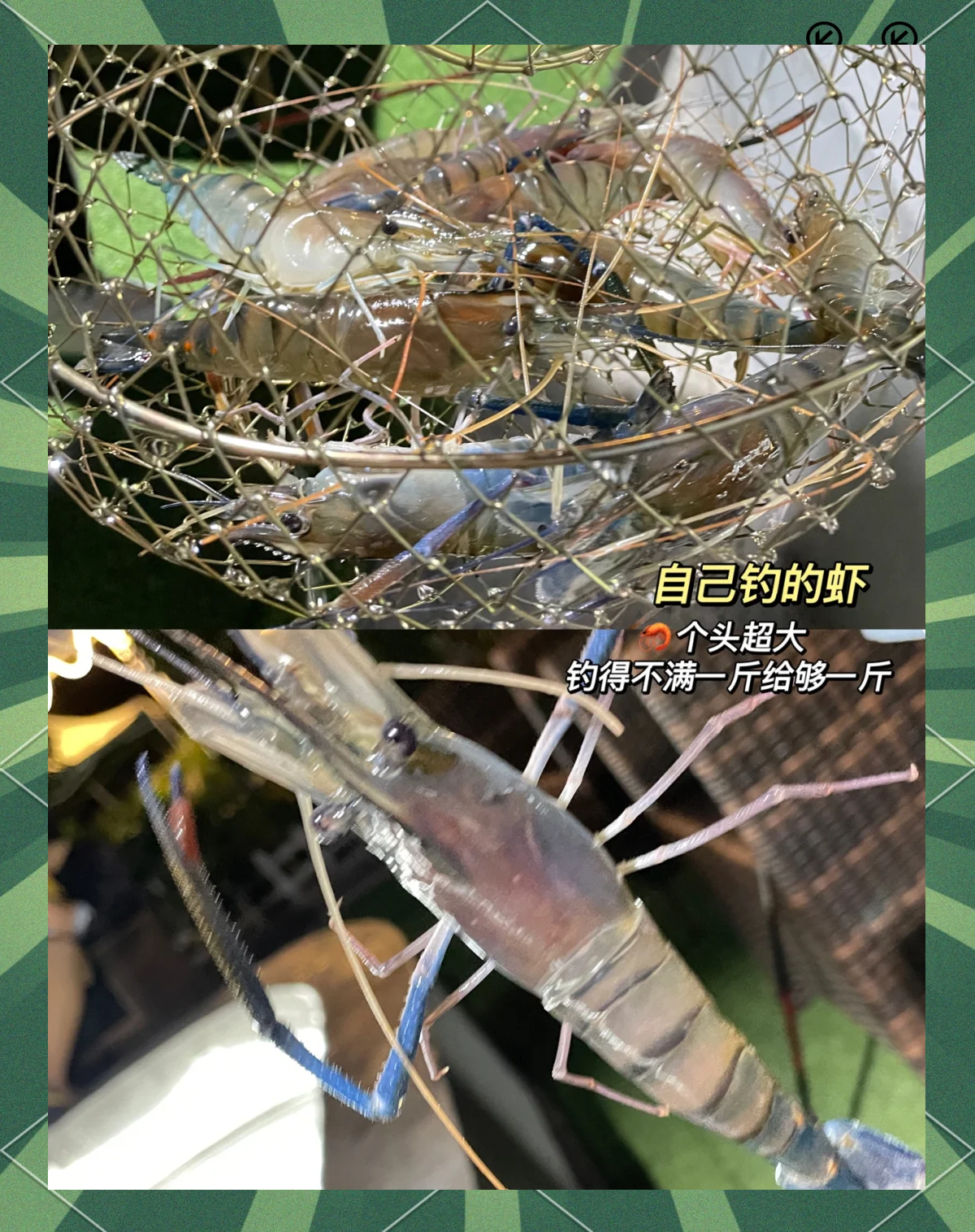 钓草虾的绝密技巧(野钓草虾)