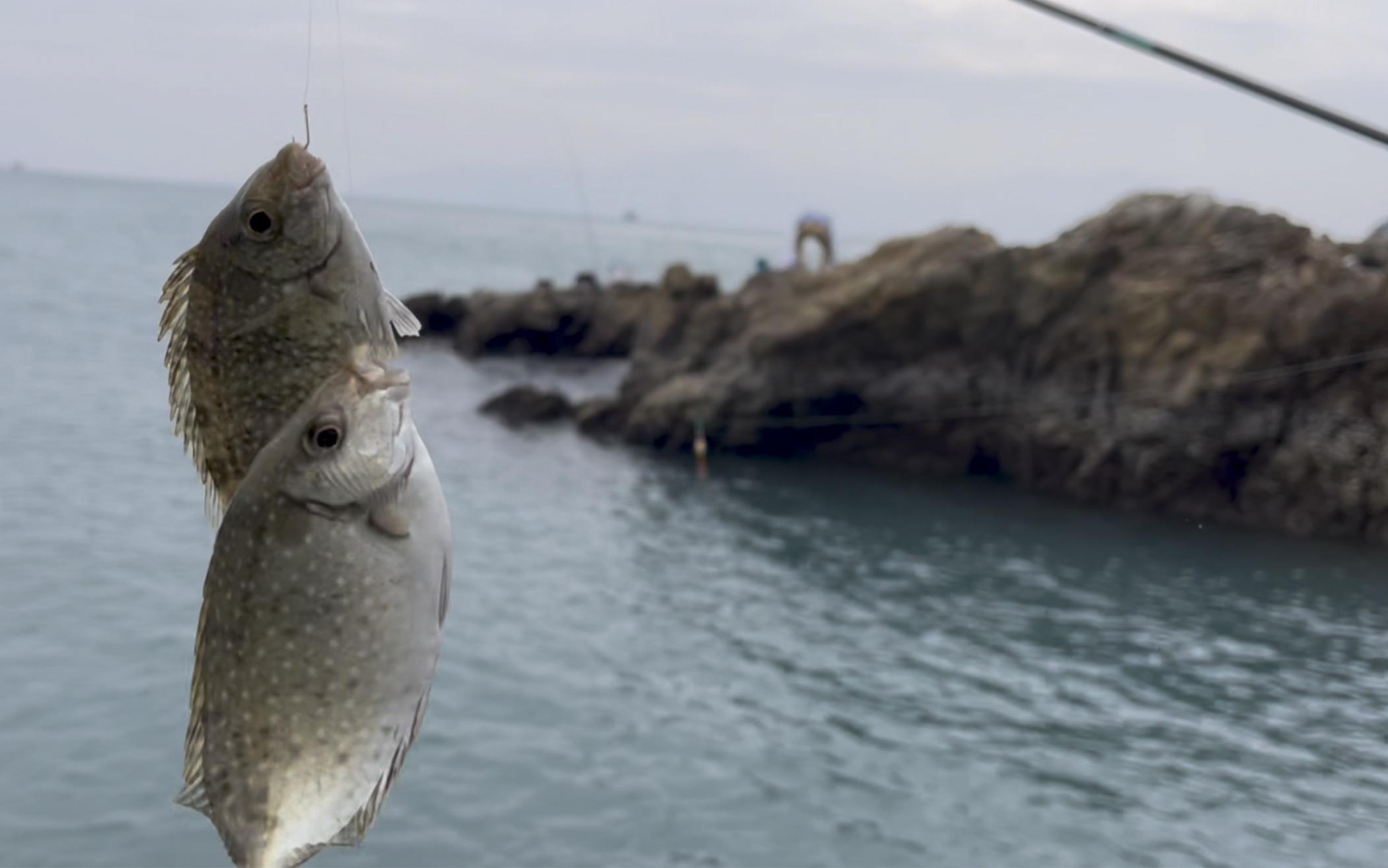 海钓要打窝么(海钓需要打窝吗?)