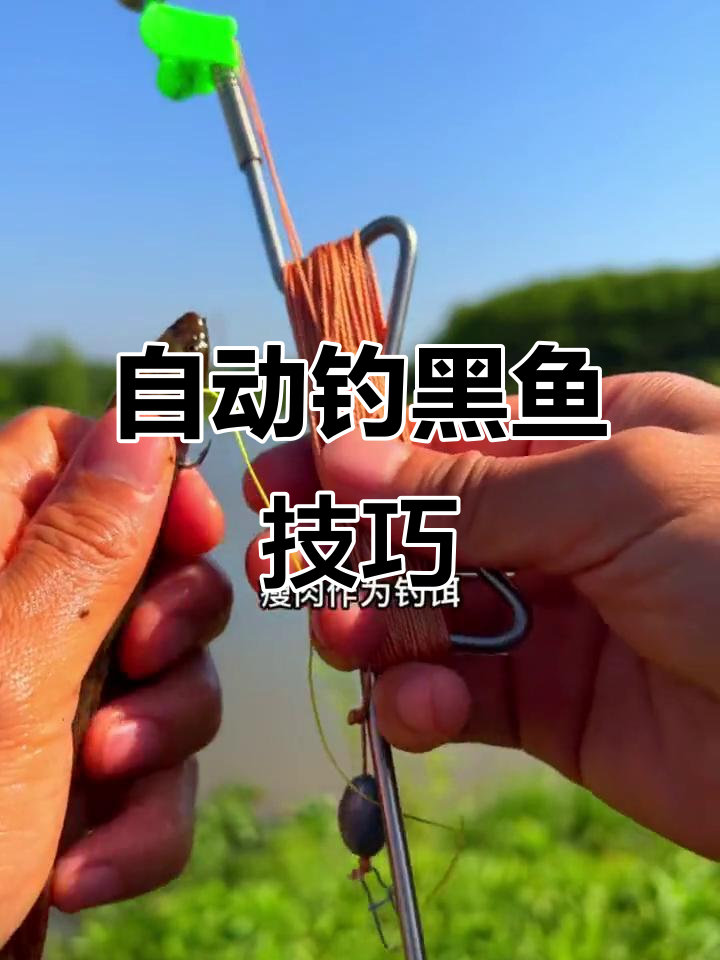 钓鱼黑鱼技巧(钓黑鱼教学)