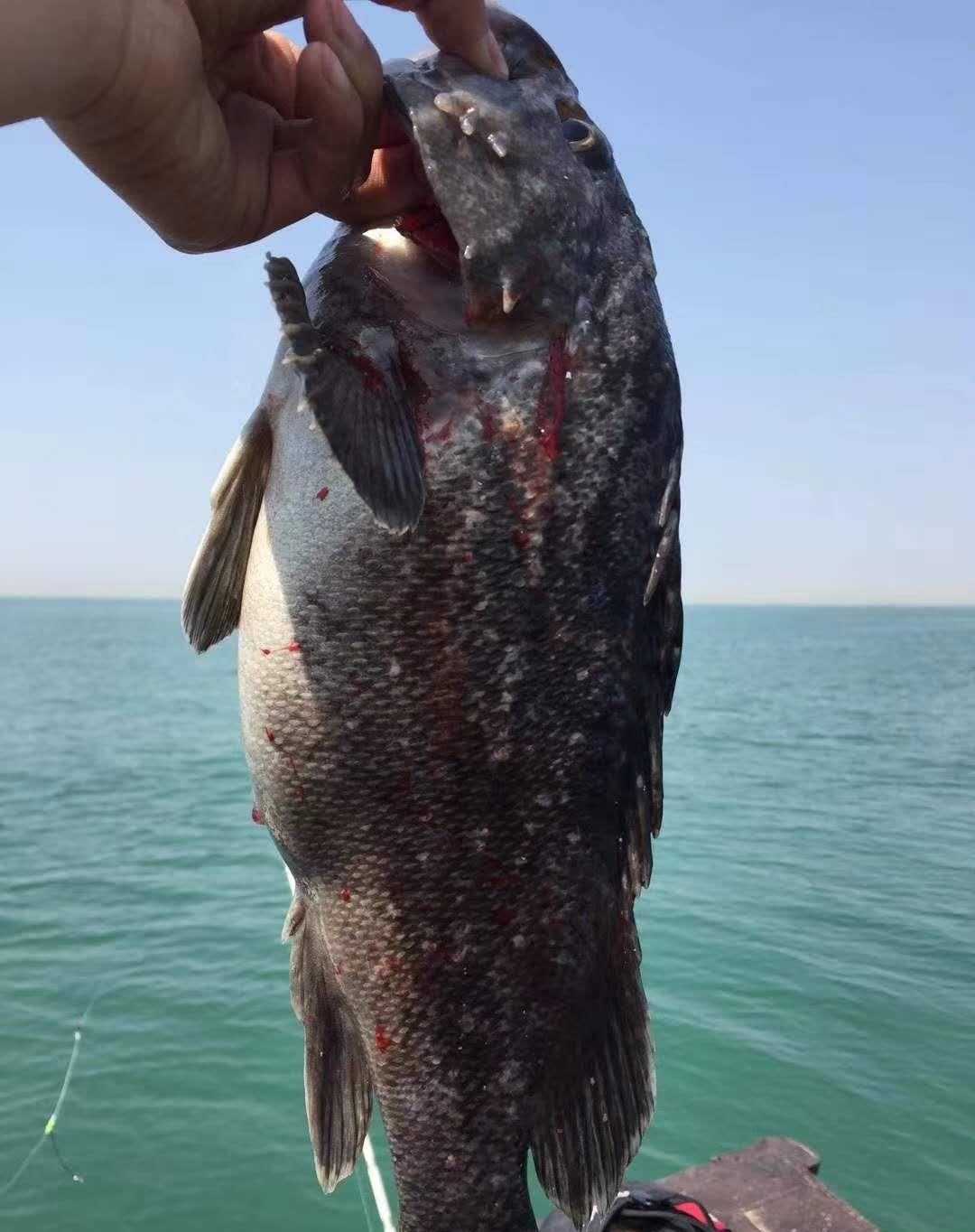 日照海钓黑头(日照海鱼大全识图)