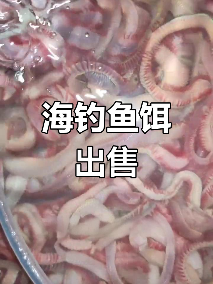 海钓穿饵(三种海钓的万能钓饵)