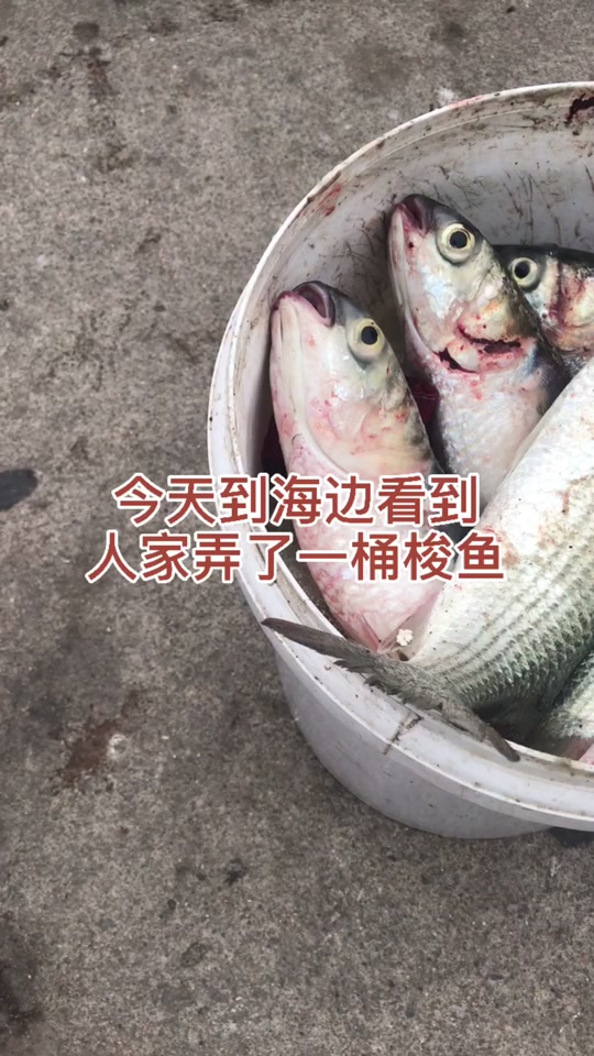 天津七里海钓梭鱼(海钓梭鱼的特效药)