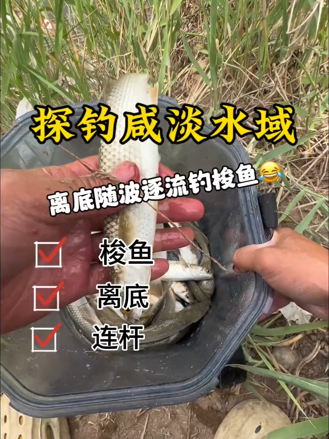 天津七里海钓梭鱼(海钓梭鱼的特效药)