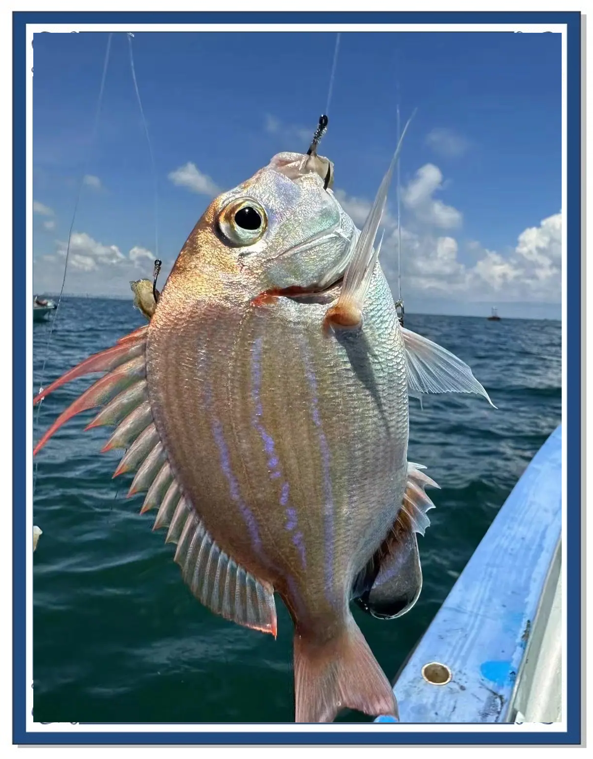 拉流海钓技巧(海钓拉流是什么意思)