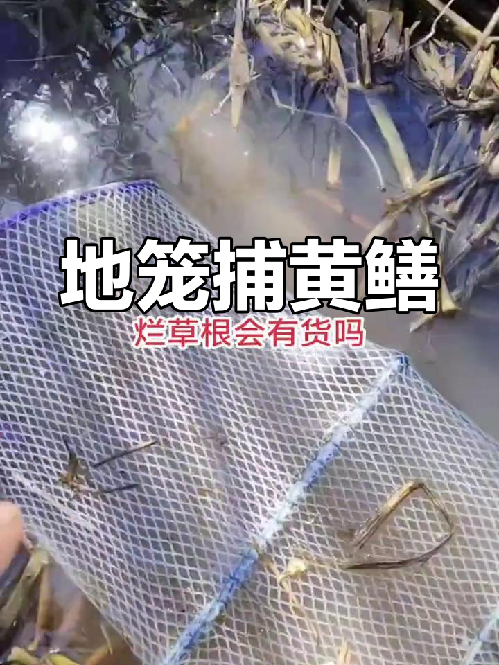 照黄鳝技巧(照黄鳝灯)