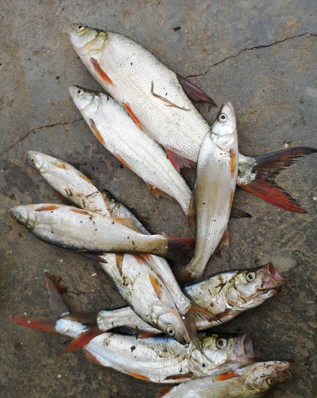 东荆河路亚(武汉东荆河禁止钓鱼)