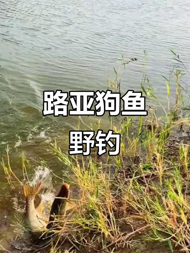 路亚狗鱼最佳时间(路亚竿怎么钓狗鱼)