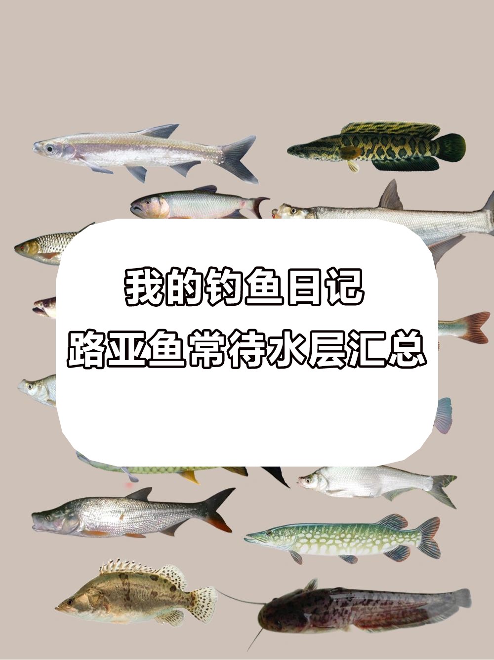 路亚狗鱼最佳时间(路亚竿怎么钓狗鱼)