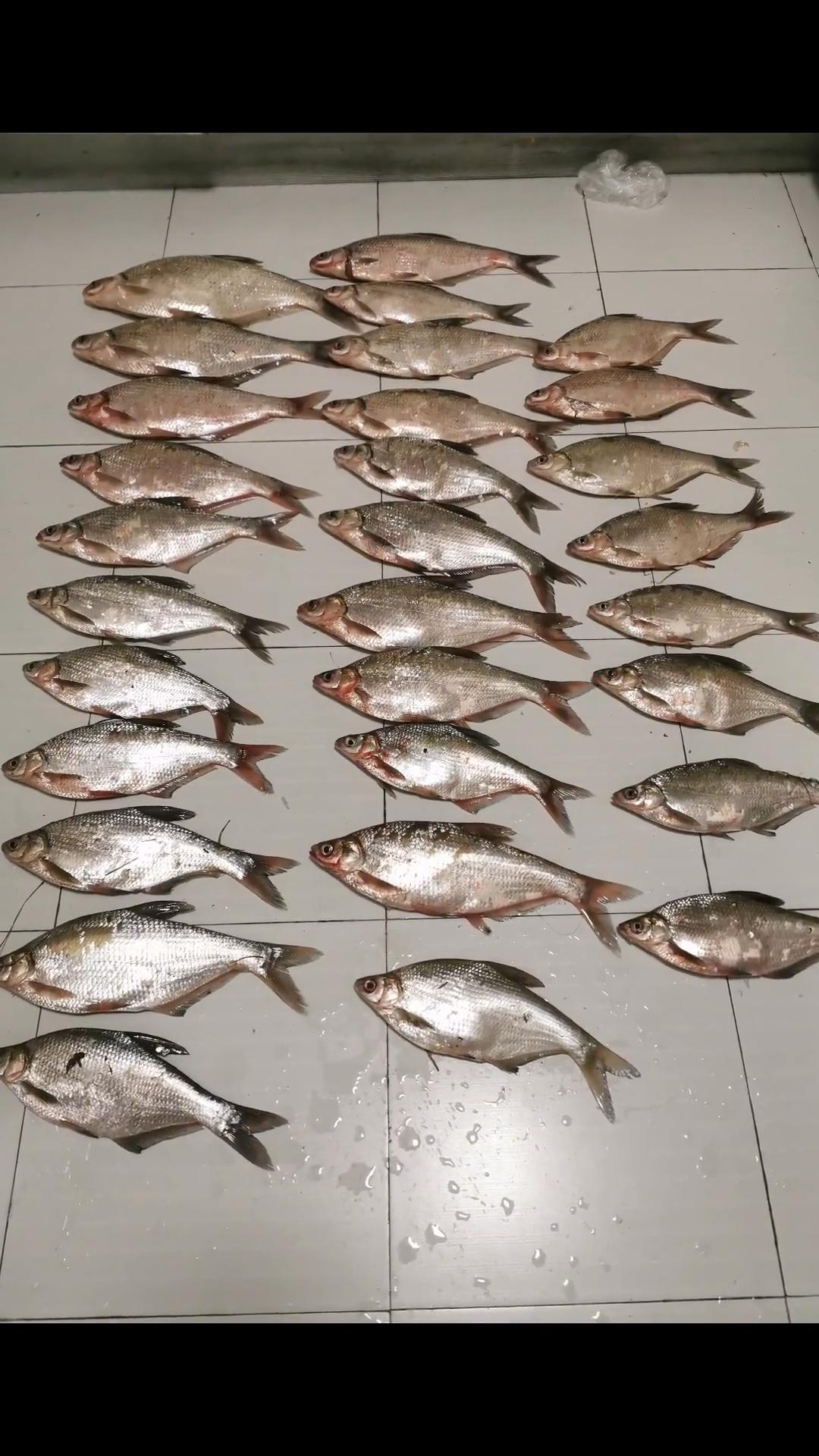 柳叶鳊饵料(柳叶鳊什么季节钓)