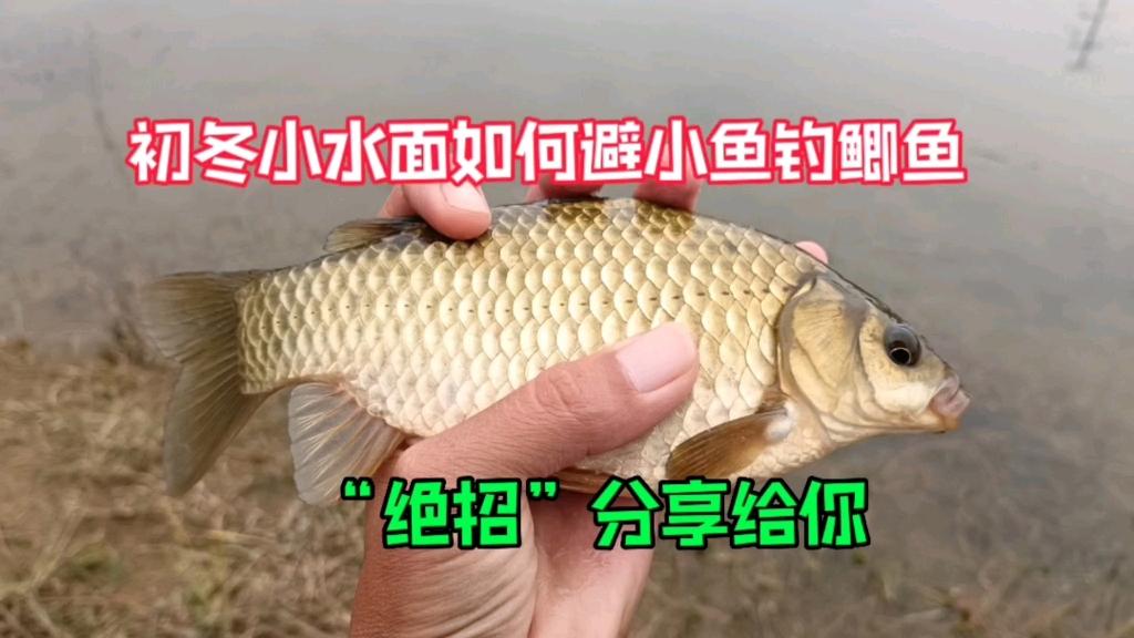 初冬野河钓鲫鱼技巧(初冬野河钓鲫鱼技巧和方法)
