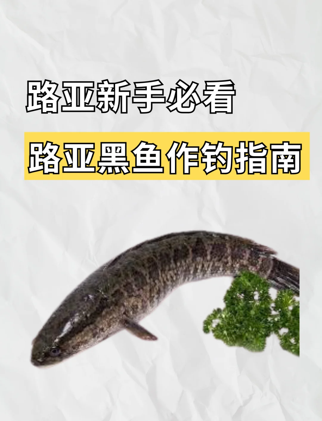 路亚黑鱼技巧(路亚黑鱼技巧提竿技巧)