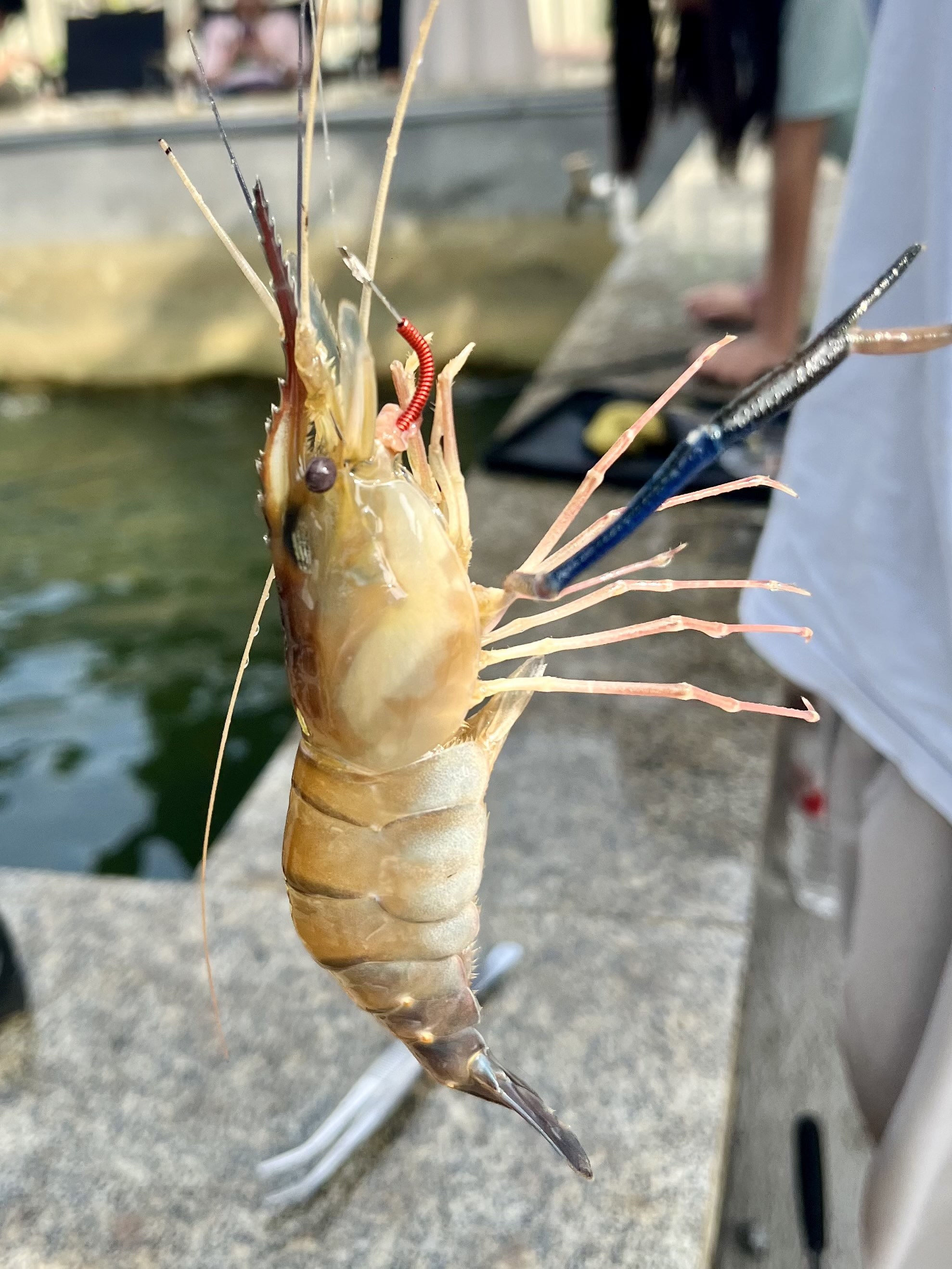 海钓虾批发(钓虾基地)