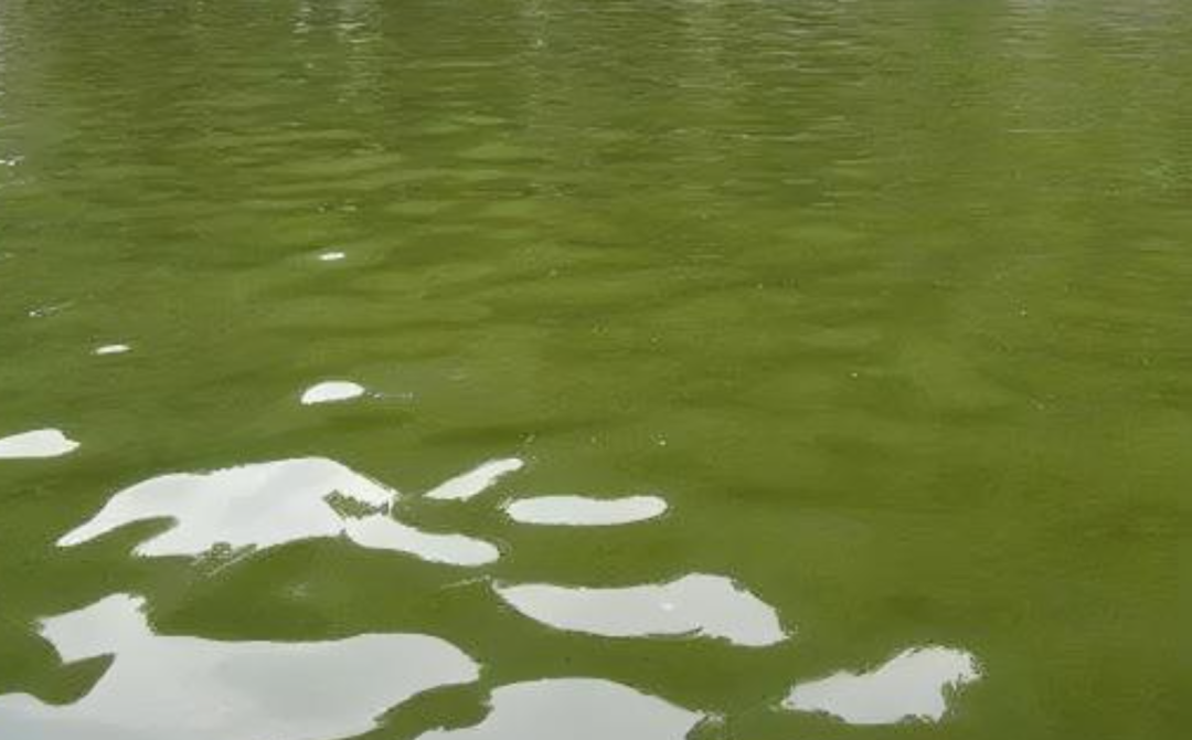 冬季肥水池塘钓鱼技巧(冬天钓肥水塘用什么饵)